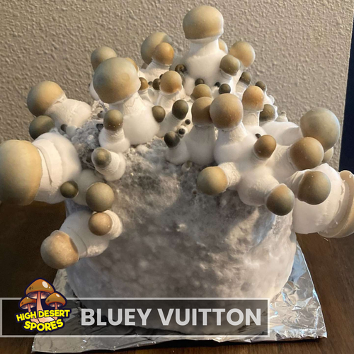 Bluey Vuitton Bluey Vuitton