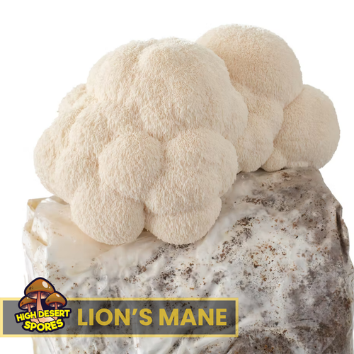 Lion's Mane Liquid Mushroom Culture Lion's Mane Liquid Mushroom Culture