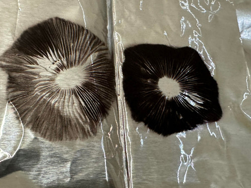 Fiji Spore Prints