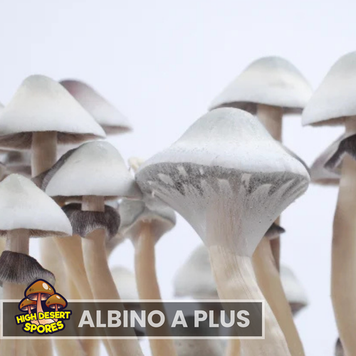 Albino A Plus  Liquid Culture Syringe Albino A Plus  Liquid Culture Syringe