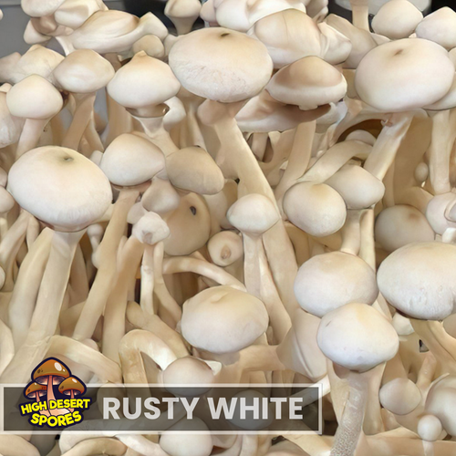 Rusty White  Liquid Culture Syringe Rusty White  Liquid Culture Syringe