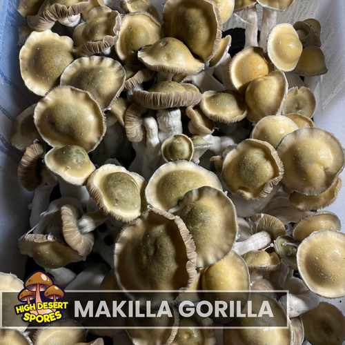 Makilla Gorilla Makilla Gorilla