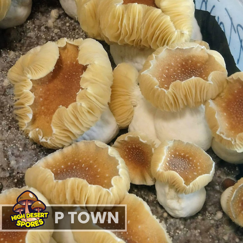 P Town  Liquid Culture Syringe