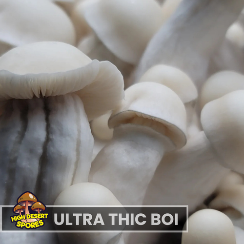 Ultra Thic Boi  Liquid Culture Syringe