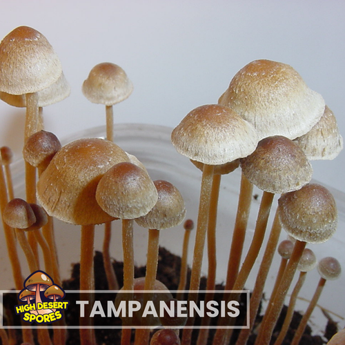 Tampanensis  Liquid Culture Syringe