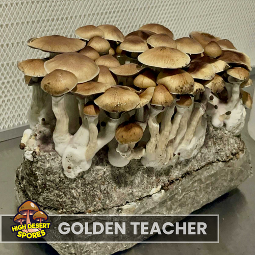 Golden Teacher  Liquid Culture Syringe