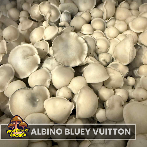 Albino Bluey Vuitton  Liquid Culture Syringe