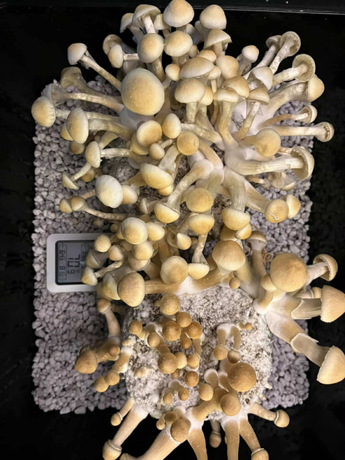 Thai Elephant  Liquid Culture Syringe