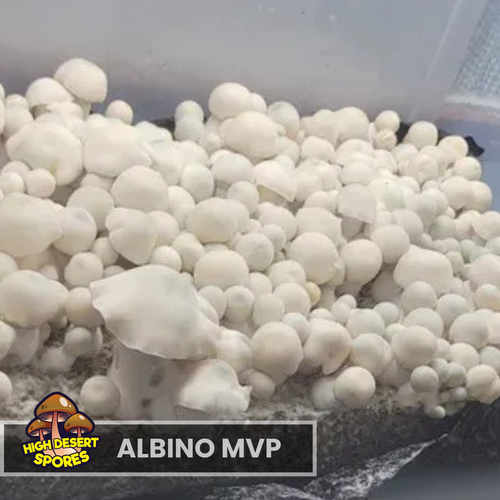 Albino MVP Liquid Culture Syringe