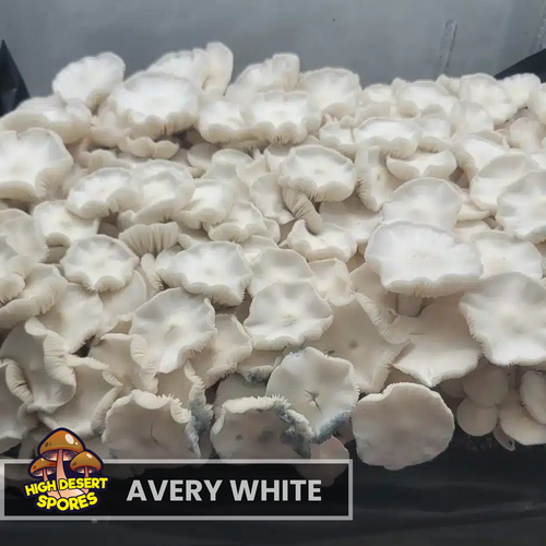 Avery White Liquid Culture Syringe