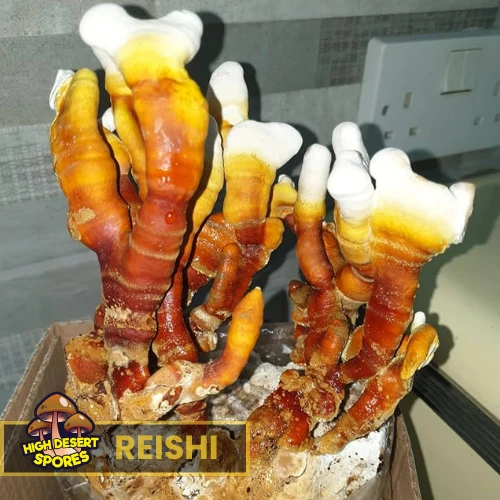Reishi Mushroom Liquid Culture