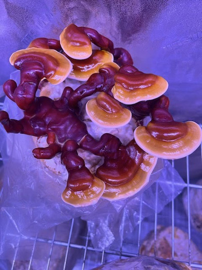 Antler Reishi: Unlock the Benefits with This Guide & Recipe Antler Reishi: Unlock the Benefits with This Guide & Recipe
