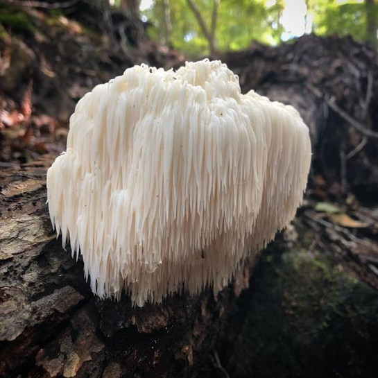 How to Grow Lion's Mane Mushrooms and Find the Best Supplies in Portland