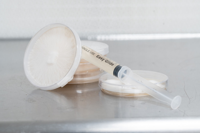 The Mushroom Growing Process: From Spores to Harvest