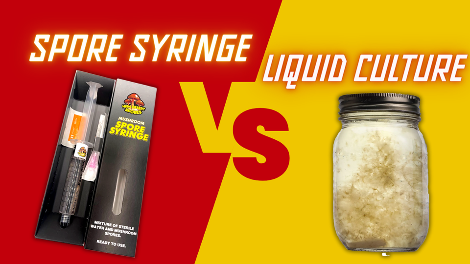 ​Liquid Culture vs. Spore Syringe: Which is Best for Mushroom Cultivation?