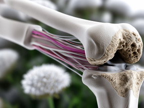 Supporting Ligaments and Tendons with Targeted Supplements