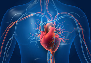 The Role of Nitric Oxide in Blood Circulation and How to Increase It Naturally The Role of Nitric Oxide in Blood Circulation and How to Increase It Naturally