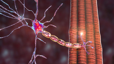 How Magnesium And Potassium Support Neuromuscular Function