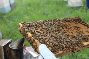 Intermediate Beekeeping - Split Making Class (April 2026)