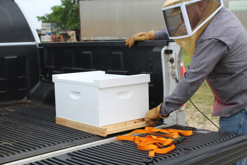 2026 Single Deep Bee Hive with Marked Italian Queen