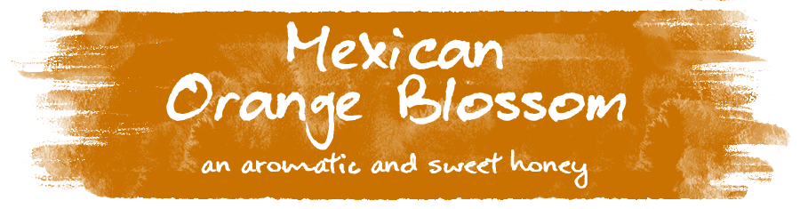 mexican-orange-blossom-webssite-image-2022.png