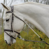 Shires Avignon De Gogue, Pony and Cob