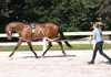 Pessoa Training System - Pony