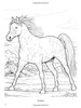 Wonderful World of Horses Coloring Book