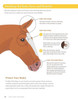 Pop-Out & Paint Horse Breeds: Create Paper Models of 10 Different Breeds