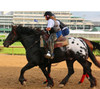 Breyer  Harley, Famous Racehorse Pony