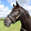 Breyer  Harley, Famous Racehorse Pony