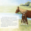 Surfer Dude,  The Legendary Stallion of Chincoteague