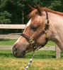 Pro-Trainer Leather Halter - Dark Brown.