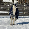 Heavy pony blanket with detachable hood.