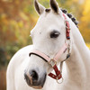 LeMieux Medley Halter, Spiced Earth/Petal/Aloe
