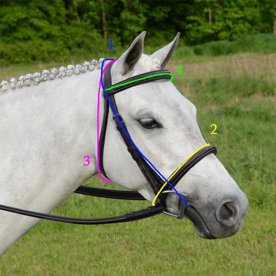 How to Get the Perfect Pony Bridle Fit (Step-by-Step Guide)