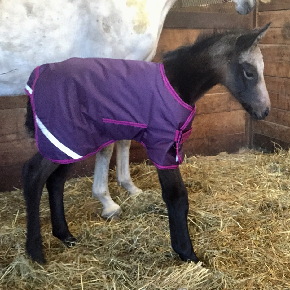Daytona is Born on a Bitter Cold Night