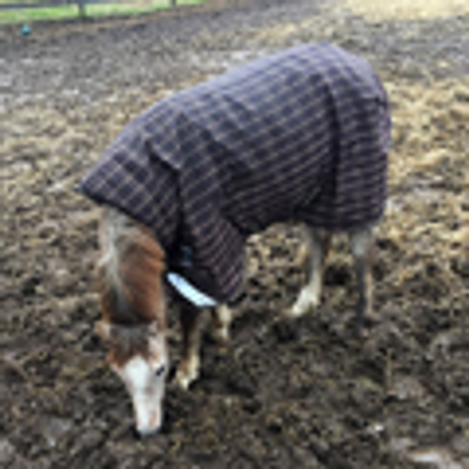 A New Rhino Wug for Posey