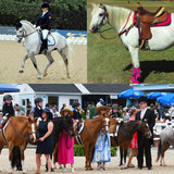 Pony Disciplines