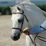 In Hand Tack