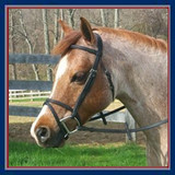 Bridles with Flash