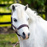 Pony Leather Halters