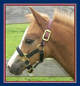 Pony Foal/Weanling Halters