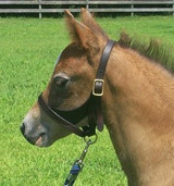 Pony Foal/Weanling Halters