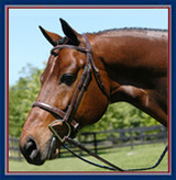 Wide Noseband Bridles