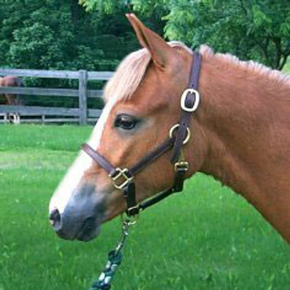 Pony Yearling Halter