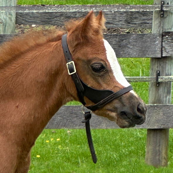 Leather Figure 8 Pony Foal Halter with Removable Grab Strap