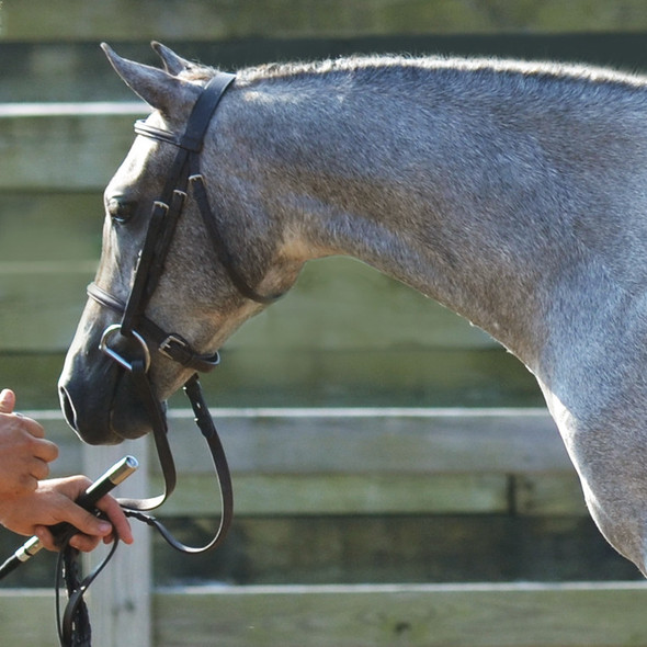 Bobby's Plain Raised, Havana, Shetland or Pony Yearling Bridle