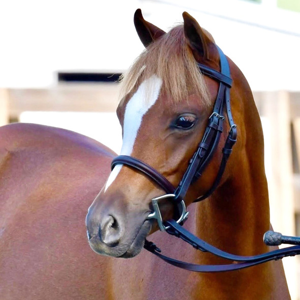 Bobby's Plain Raised, Havana, Shetland or Pony Yearling Bridle.