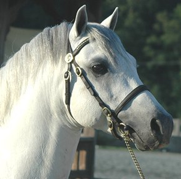 In-Hand Bridle